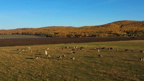 Drone view of cows grazing in a mountain meadow in Siberia on sunny autumn day Stock Footage 267849689