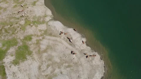Drone View of Cows Grazing by a Mountain Lake in the Austrian Alps during S.. Stock Footage 318971533