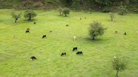 Drone view of cows grazing in Sangti valley in Dirang, Arunachal Pradesh 스톡 동영상 346181735