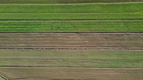 Drone view of cows on green and brown fields Video stock 169544501