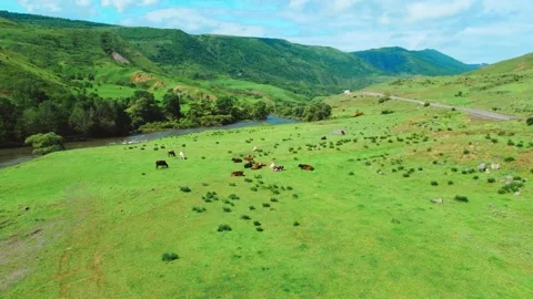 Drone view of cows lying on grass next to river against backdrop of mountains. Vídeo Stock 244465039
