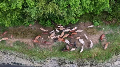 Drone view of cows moving along rural path Stock Footage 332200127