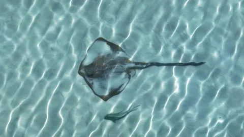 Drone view of a Cowtail Stingray at Whitehaven Beach, Whitsunday Islands. 库存影片 215440305