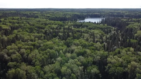 Drone view crane up of lake and forest in Manitoba in the summer Stock Footage 203230759