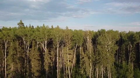 Drone view crane up of lake and forest in Manitoba in the summer Stock Footage 203234588