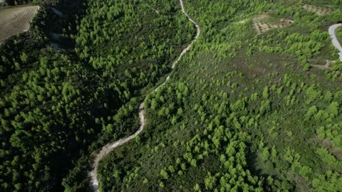 Drone view of a crooked path in forest area. 4K Video. Stock Footage 164880809