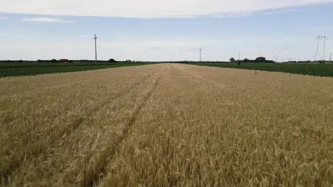 Drone view of crop fields 動画素材 287109401