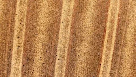 Drone view crop stubble. Harvested farmland with parallel straw rows creating Видео 340553492