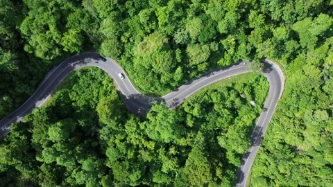 Drone View of a Curvy Road Surrounded by Dense Tropical Forest Stock Footage 342343863
