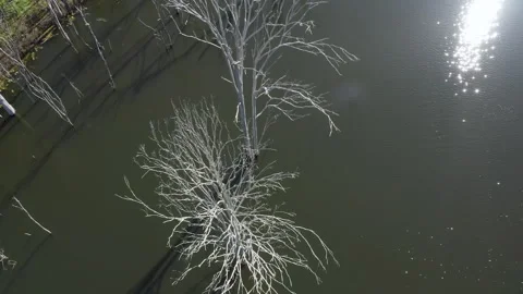 Drone view of dead trees in water, Mynion Falls, Australia, QLD, Gondwana Stock Footage 240062849