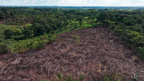 Drone view of deforestation in the Amazon forest, showing cut down trees Stock Footage 331952524