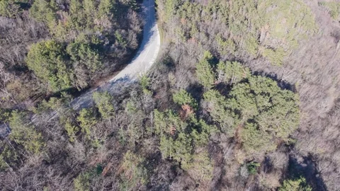 Drone View of Dense Forest and Flowing Stream Stock Footage 328006071