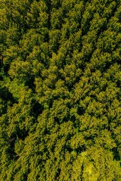 Drone view of a dense green forest canopy. Healthy woodland ecosystem, biod.. Stock Photos