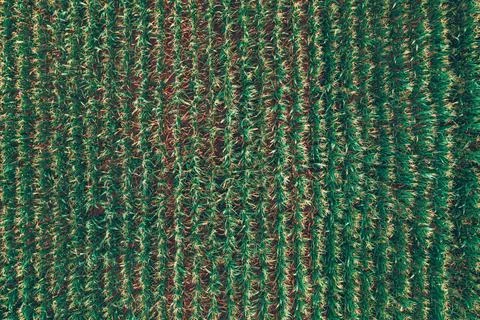 Drone view of a dense maize field showing uniform planting rows and vibrant.. Stock Photos