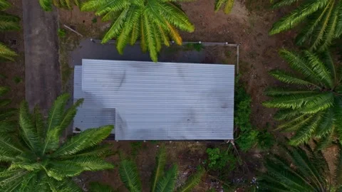 Drone view of dense palm tree jungle on scenic Koh Lanta island, Thailand Stock Footage 309802777