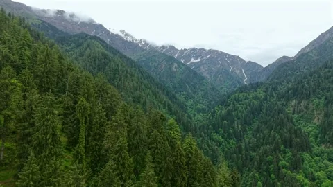 Drone view of dense pine forest valley with distant snow-capped peaks in Sar 库存影片 334016084