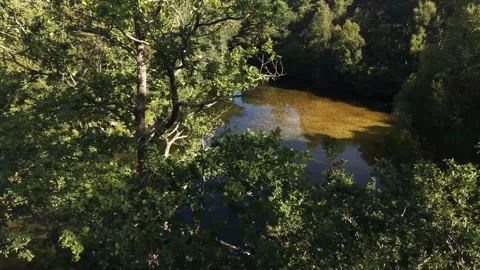 Drone View Descending Between Trees Over River With Bird Flying Across Stock Footage 341796611