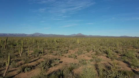 Drone view of desert area with cactuses Видео 233248414
