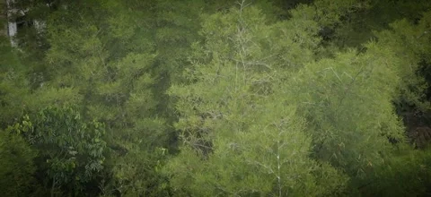 Drone view drifting above treetops and scattered rural houses Video stock 316114047