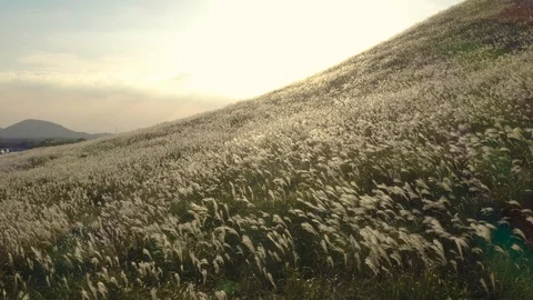 Drone view, a drone that crosses the reed forest at sunset. Stock Footage 118639898