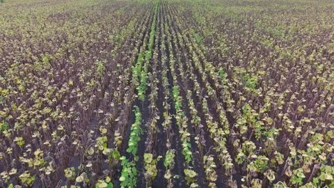 Drone view of drought-stressed sunflower rows near Debrecen, Hungary. Stock Footage 347055255