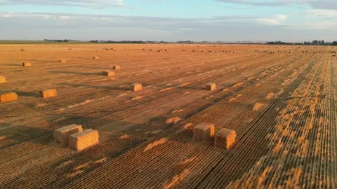 Drone view during sunrise over a farm hay field and river in Alberta Canada Stock Footage 228831714