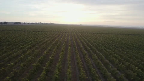 Drone view on Endless rows of vineyards at sunrise Stock Footage 263698512