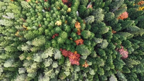 Drone View of Evergreen Forest With Fall Colors Stock Footage 332921275