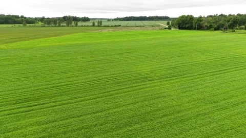 Drone view of expansive green fields, tree lines, meadows, distant forest, and Видео 337951281