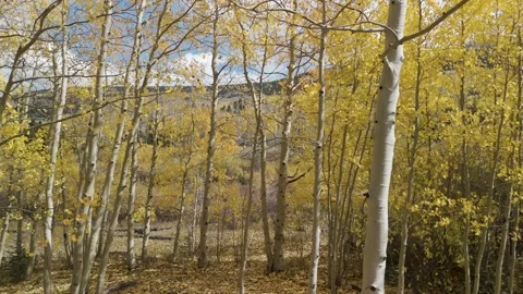 Drone View Of Fall Colors And Aspen Trees In Southwest Colorado Stock Footage 289240006