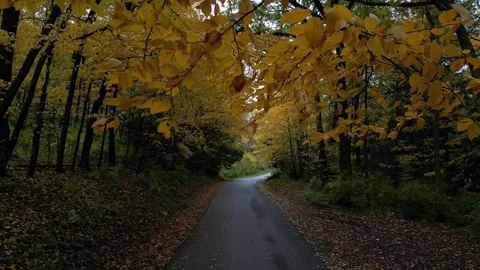 Drone View of Fall Colors Stock Footage 274733375