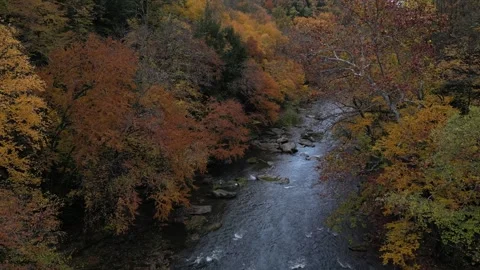 Drone View of Fall Colors Stock Footage 274734027