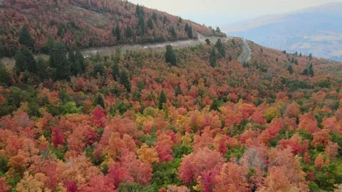 Drone view of the fall leaves in the rockies 스톡 동영상 139662469