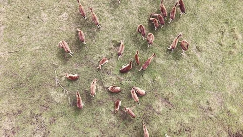Drone view of fallow deer herd running through wildlife enclosure Stock Footage 333505070