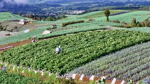 Drone view of farmer collecting vegetable from plantation. Harvesting process. Stock Footage 305228306