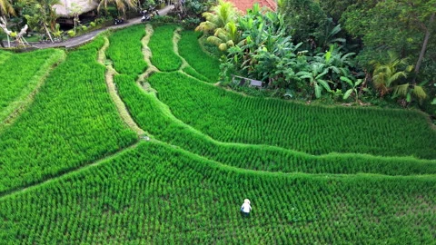 Drone View of Farmer Working in Green Rice Terraces, Ubud Bali Stock Footage 329579382