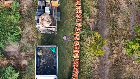 A drone view of farmers sorting freshly harvested apples into boxes next to a Stock Footage 330201973
