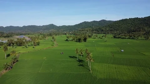 Drone View of Farmers Working in Rice Fields Video stock 332554083