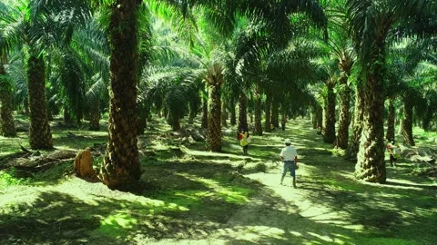 Drone View of Female Workers Applying Fertilizer in Palm Oil Plantation Estate Stockbeeldmateriaal 330092259