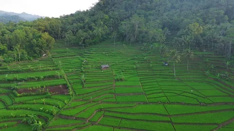 Drone view of fertile rice fields, trees and hills Stock Footage 302543898