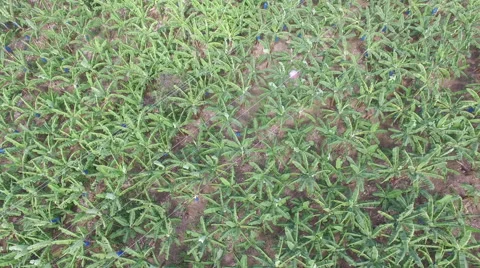 Drone view of field 3 Stock Footage 66335110