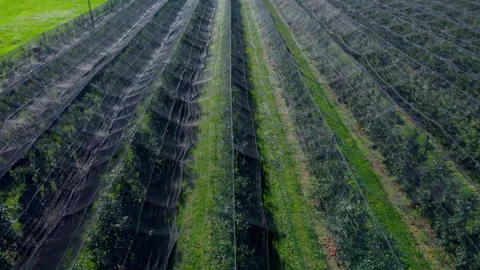 Drone view of a field of apple trees by a net 스톡 동영상 294176828