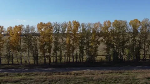 Drone view of a field divided by tree planting Stock Footage 161447916