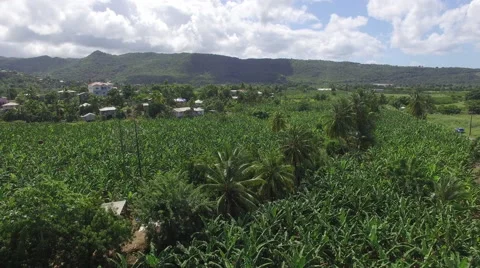 Drone view of field  Stock Footage 66334040
