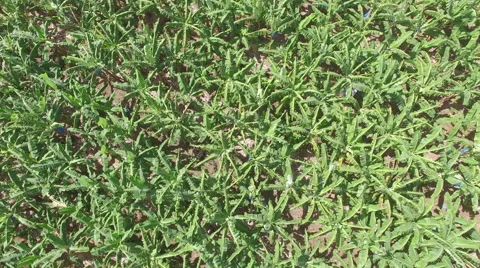 Drone view of field  Stock Footage 66334787