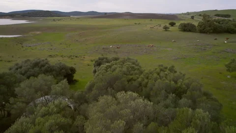 Drone view of field with grazing cows Stock Footage 259968682