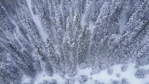 Drone view of field with snowy tree forest located in Colorado, USA Stock Footage 121592773