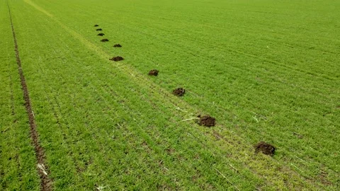 Drone view of field spoiled by wild animals - fresh piles from mole burrows on Stock Footage 153025820