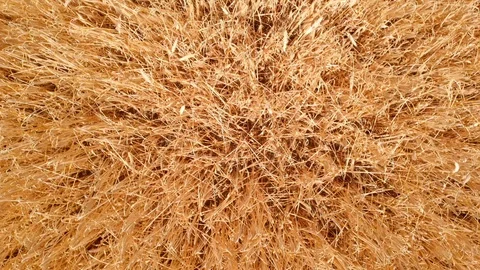 Drone View Of Field With Wheat Ears In Summer Season Stock Footage 111427416