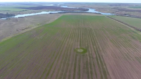 Drone view of a field of winter wheat spoiled by pests Stock Footage 161770543